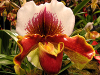 Orchid Show