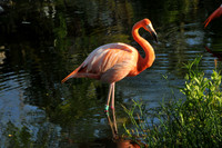 Flamingos