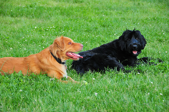 Rusty and Layla