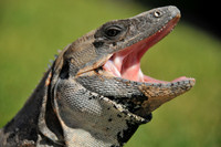 Iguanas