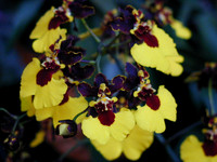 Orchid Show