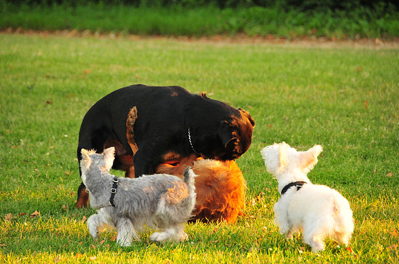 Baks, Rusty, Chloe and Angel