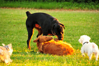 Dog Park