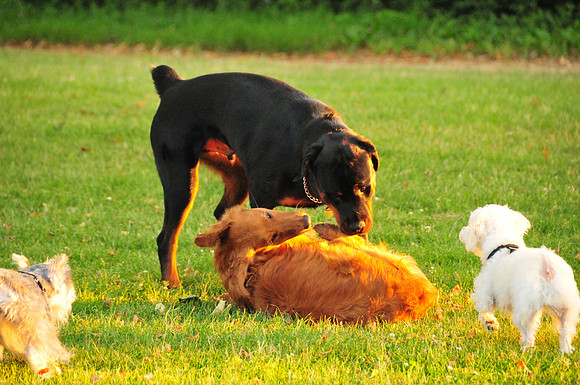 Baks, Rusty, Chloe and Angel