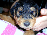 Puppies