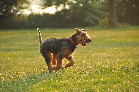 Henry