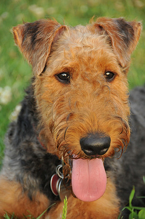 Henry