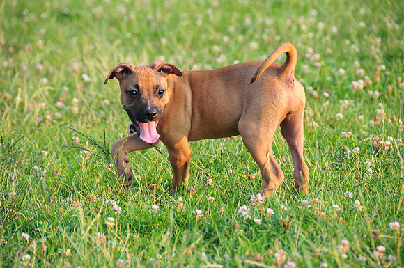 Ruby