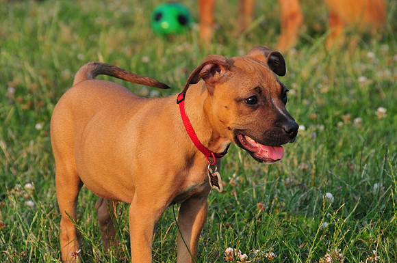 Ruby