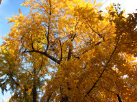 Fall