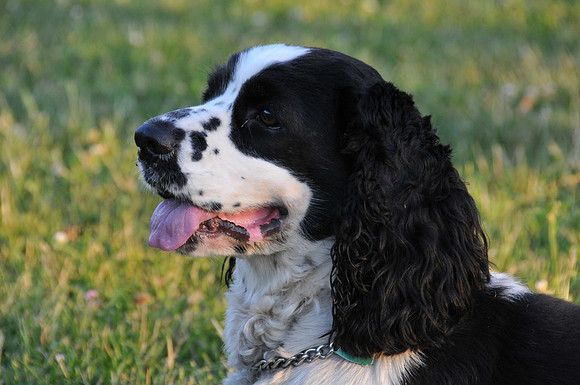 Charlie