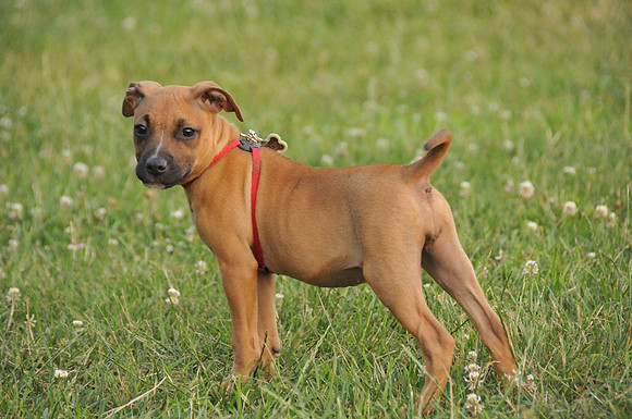 Ruby