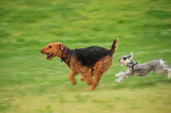 Mulder chased by Chloe