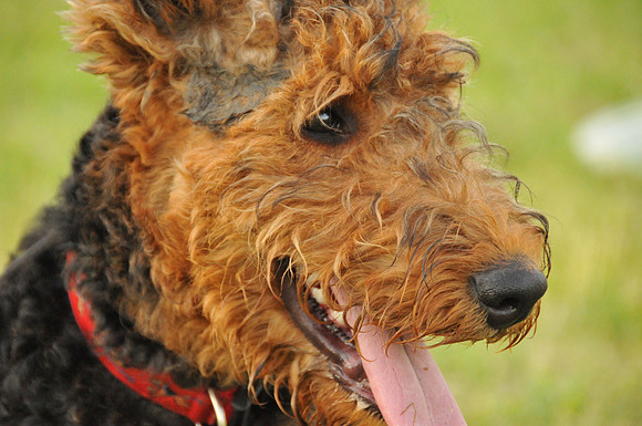 Henry