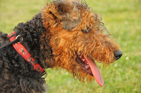 Henry