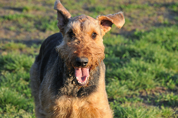 Rex