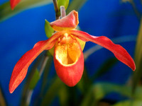 Orchid Show