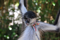 Mayan Pets